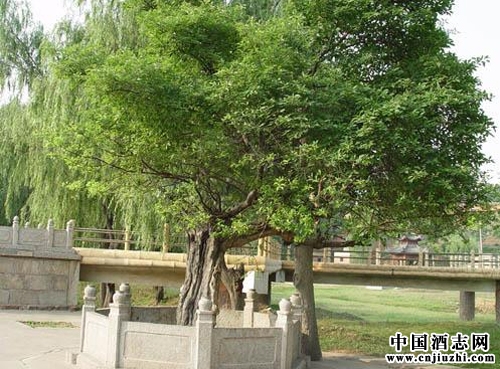 杜康酒樹