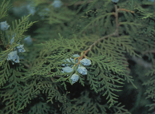 ʾ