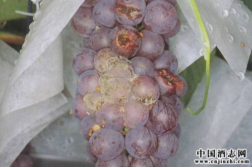 實驗研究出了以天然方法防治葡萄園灰霉病