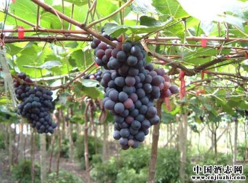 怎樣的原料對白蘭地達(dá)標(biāo)