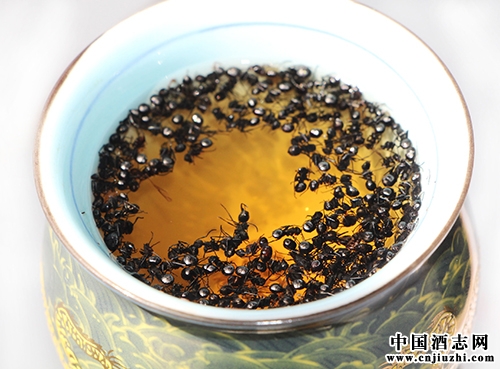 活蛇螞蟻泡酒有風險 螃蟹魚膽泡酒不可行