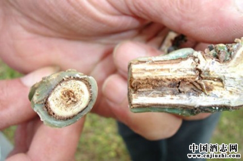 葡萄藤病害成法國釀酒商首要關注問題