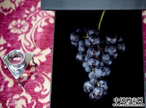 葡萄酒沒有葡萄味是為什么