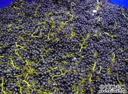 釀造葡萄酒的時候為什么要加入葡萄梗