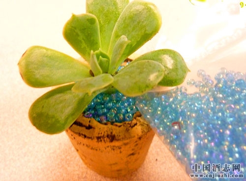 廢棄紅酒塞妙用:種植多肉