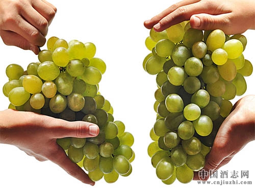 提子可以釀酒嗎?與葡萄酒有何區別?