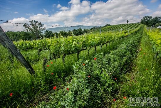 ɣf(Poggio del Moro)f